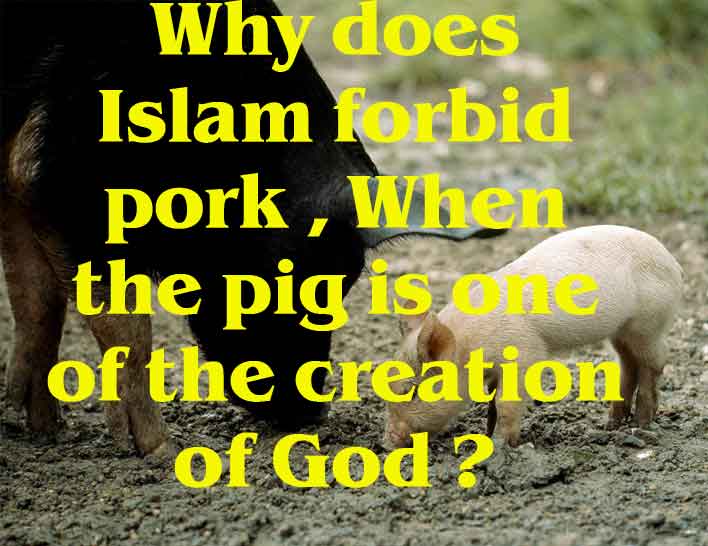Why Does Islam Forbid Pork, When the Pig Is One of the Creations of God? 